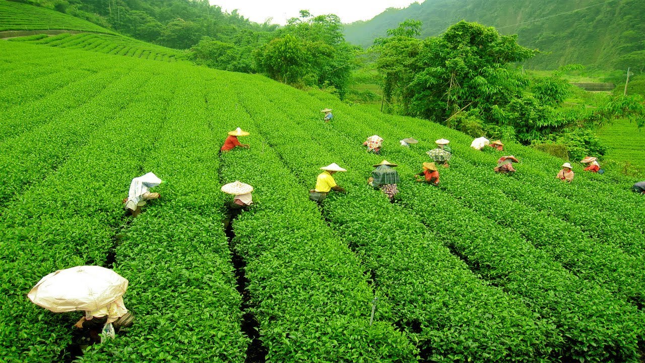 tea-industry-of-assam