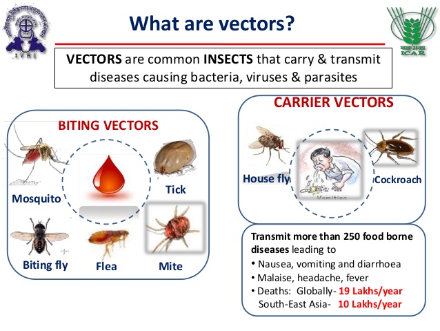 internal vector borne transmission